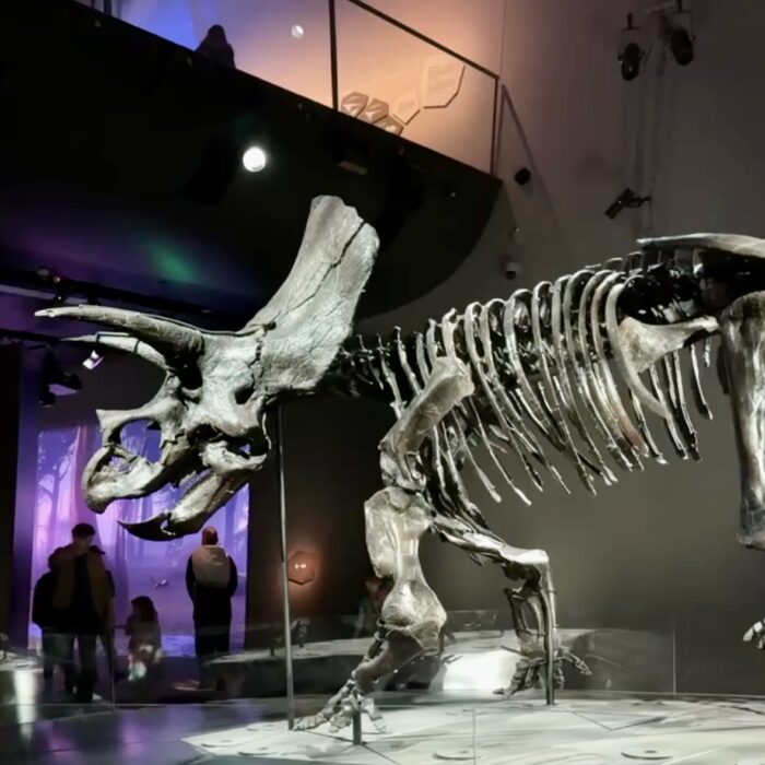 melbourne museum siri hotspots triceratops dinosaurs